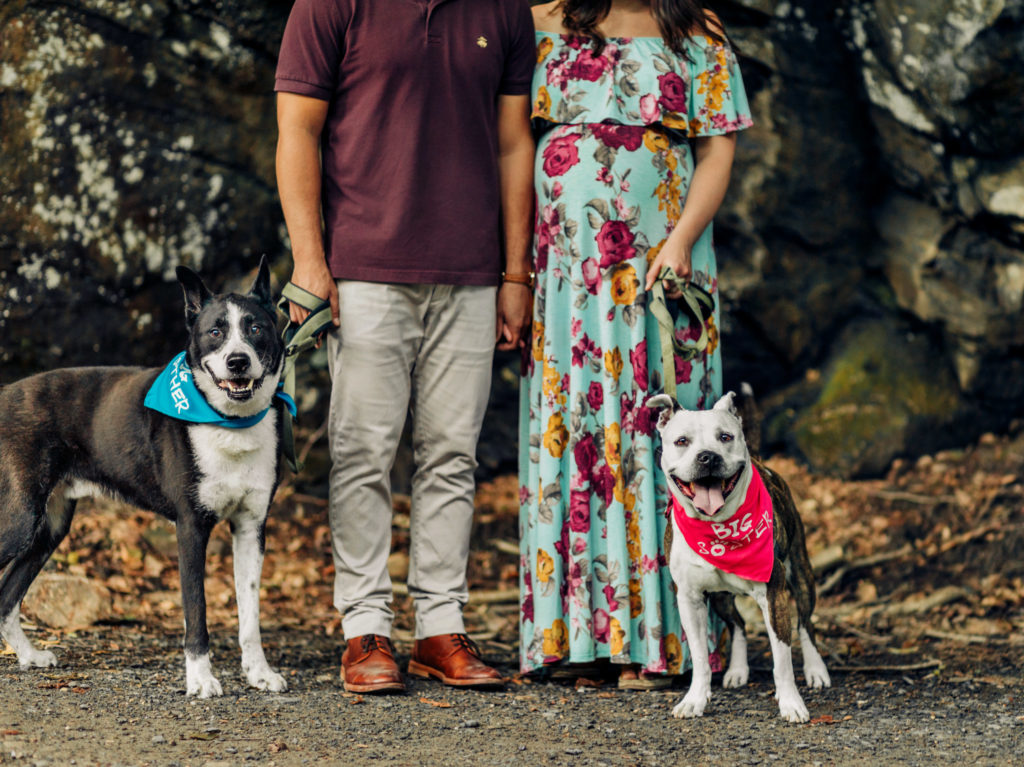 Maternity photo session with two dogs