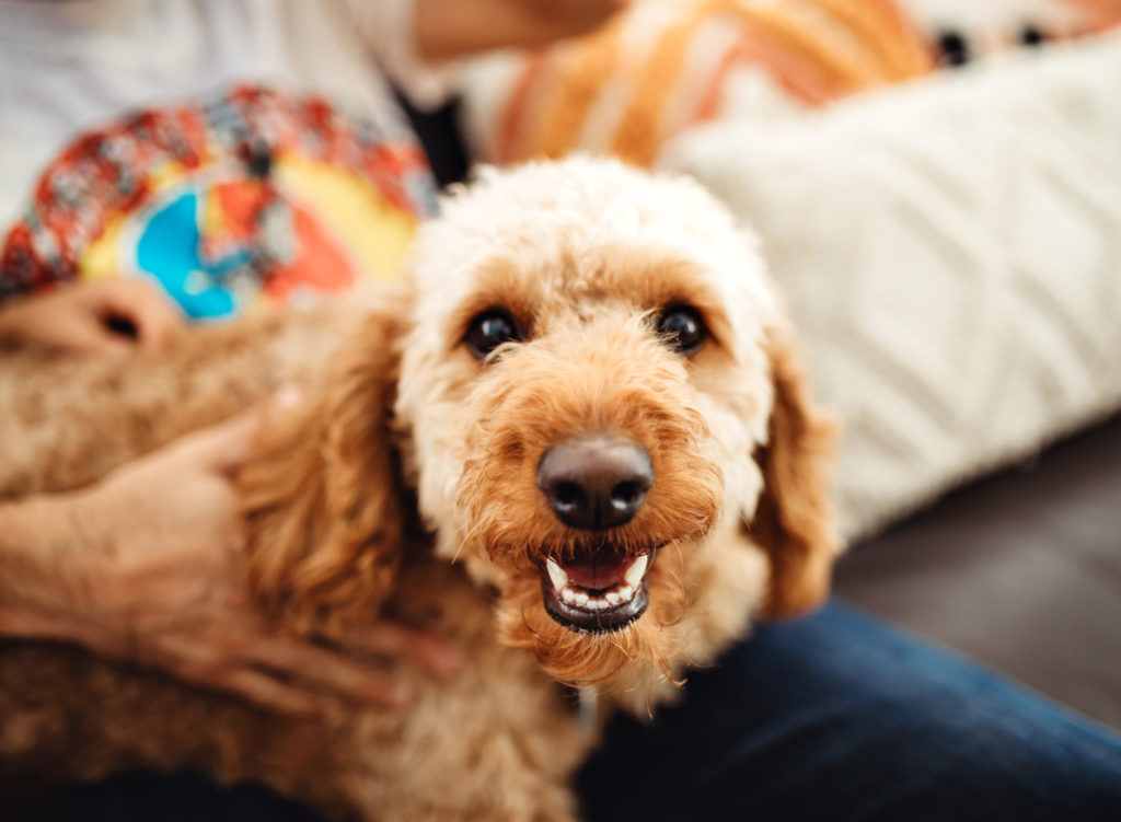 A golden doodle looking at the camera and smiling